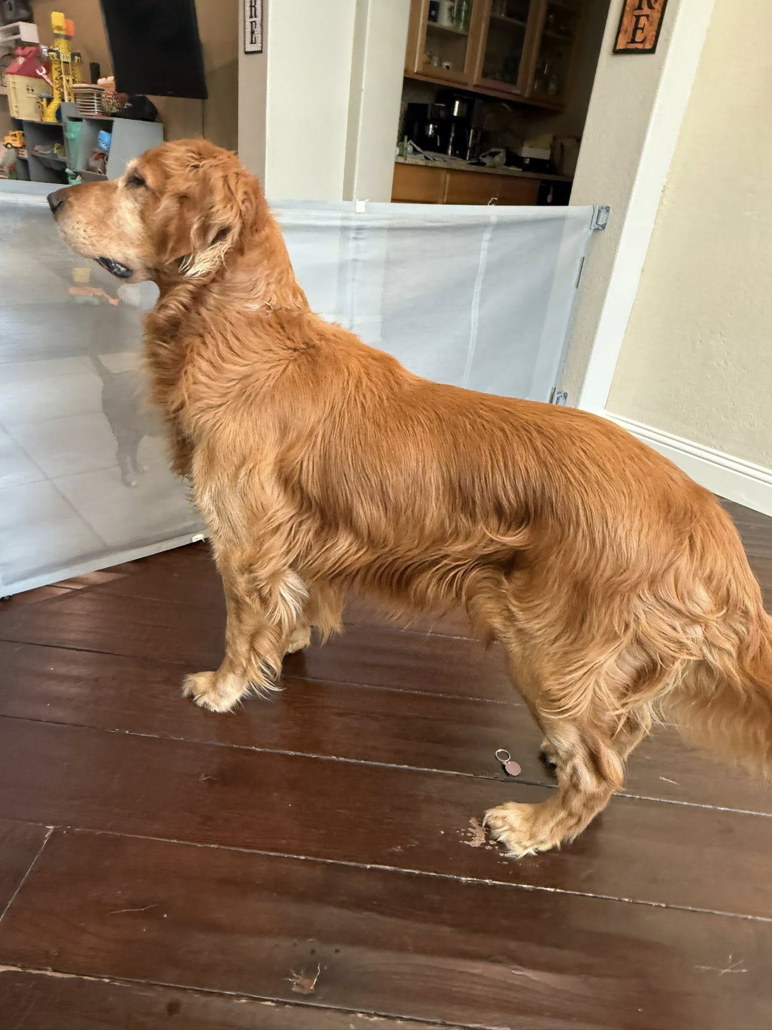 Pawdicure nail care